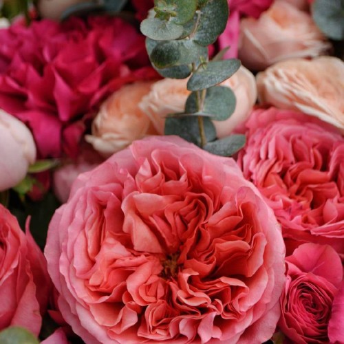 Букет «Пуэр-XL»