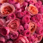 51 роза пионовидная в букете 110