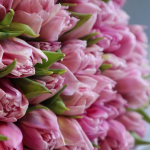 Букет из 101 пионовидного тюльпана лавандового