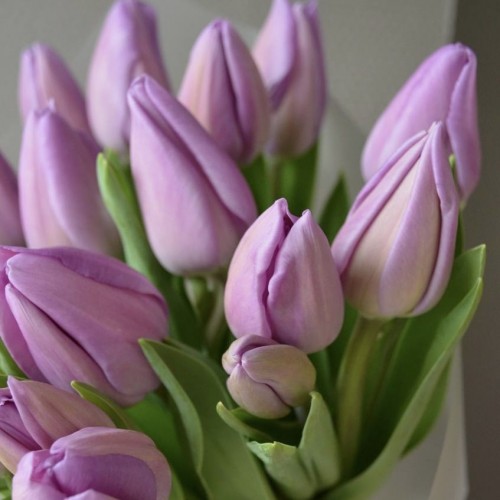 Букет из 15 тюльпанов лавандовых