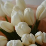 Букет из 15 тюльпанов белых для особого случая