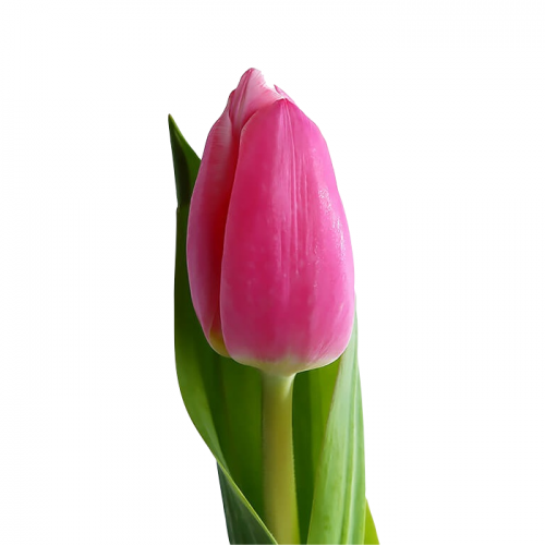 Тюльпан малиновый