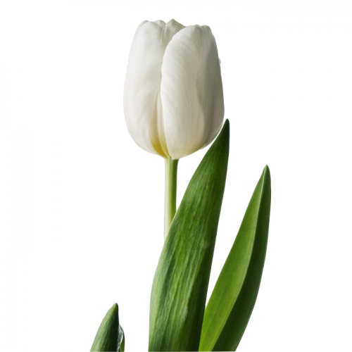 Тюльпан белый 