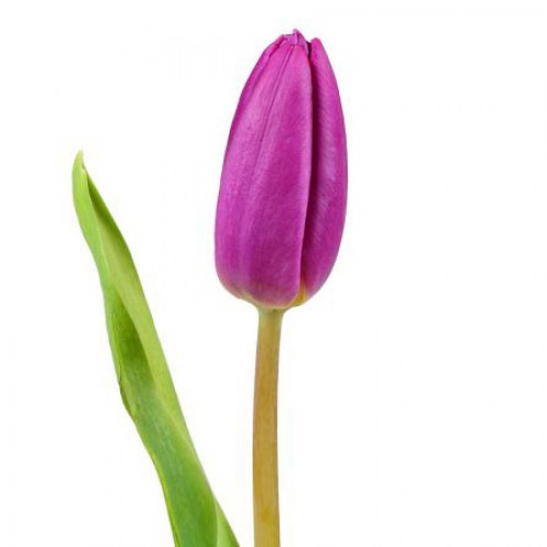 Тюльпан фиолетовый