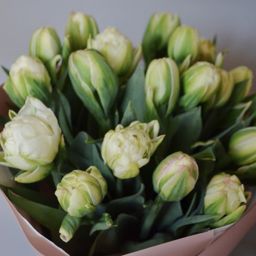 Bouquet of 19 Whipped Cream tulips