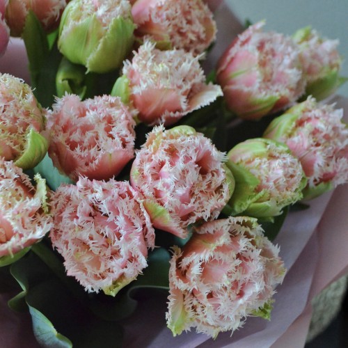 Bouquet of 21 Queensland tulips
