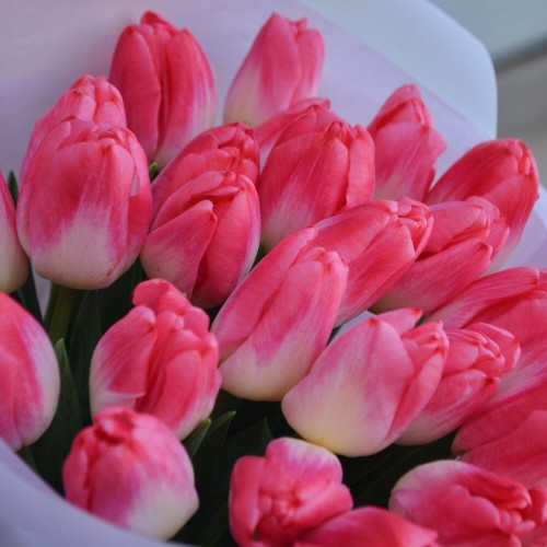 Букет из 25 тюльпанов Super Model