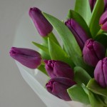 Букет фиолетовых тюльпанов