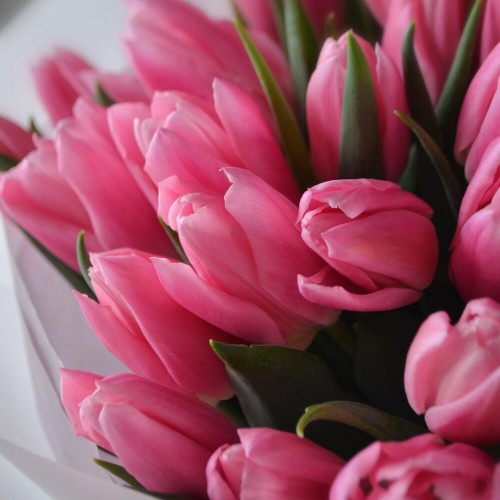 Bouquet of 31 pink tulips