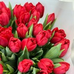 51 пионовидный красный тюльпан , доставка по Минску