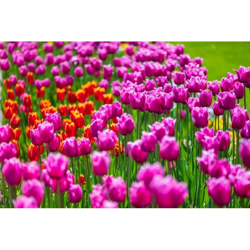 Тюльпаны на 8 Марта в Минске: идеи подарков