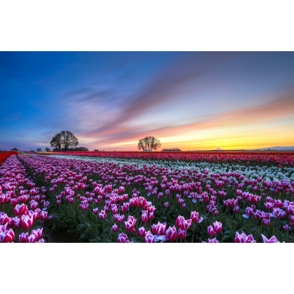 Тюльпаны в Минске