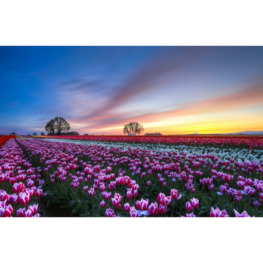 Тюльпаны в Минске