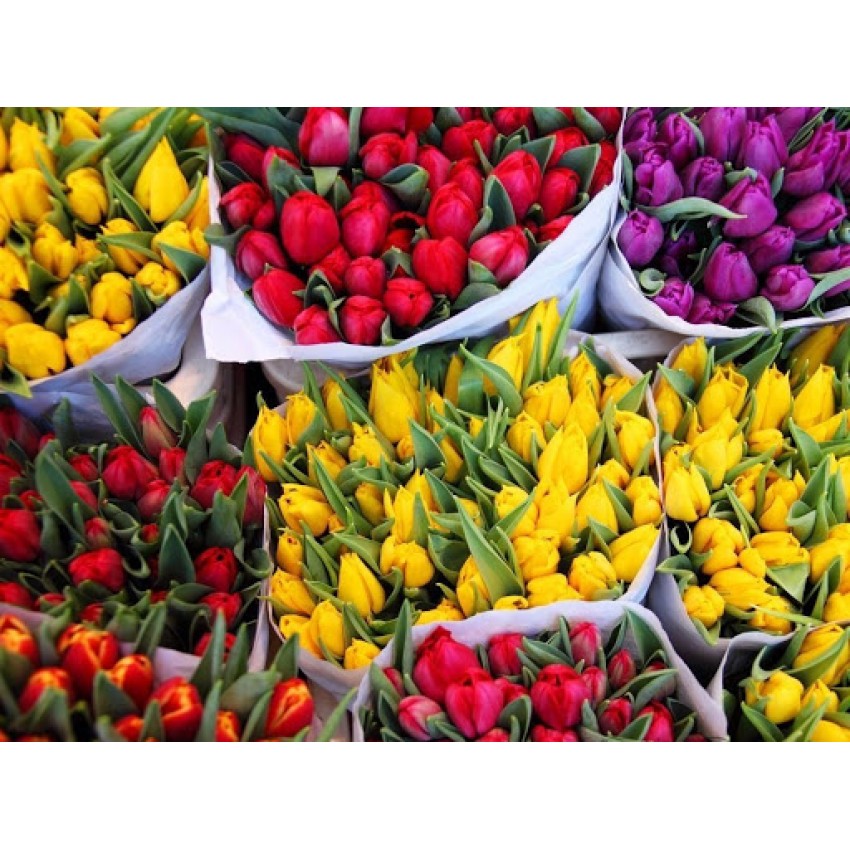 Как ухаживать за букетом тюльпанов - Иинструкция от Millionroz