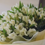 Букет из 15 альстромерий (WHITE)