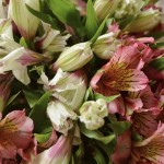 Букет из 21 альстромерии (WHITE & PINK)