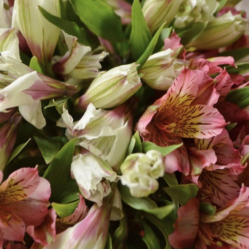 Букет из 21 альстромерии