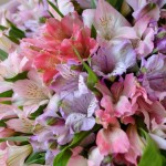 Bouquet of 25 alstroemeria mix