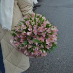 Bouquet of 31 alstroemerias (PINK)