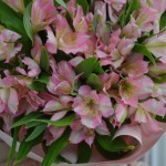 Bouquet of 31 alstroemerias (PINK)