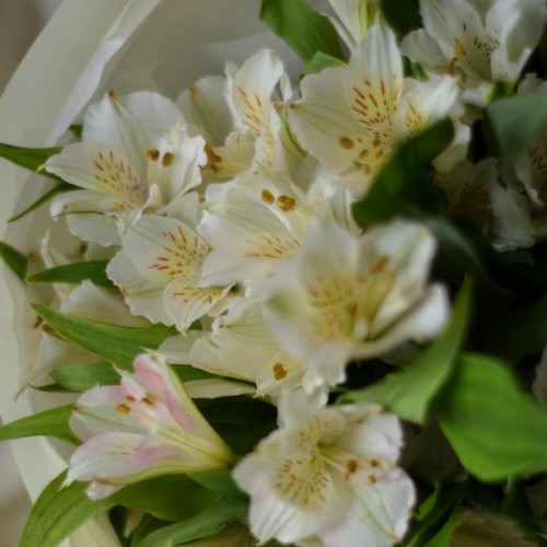 Букет из 9 альстромерий