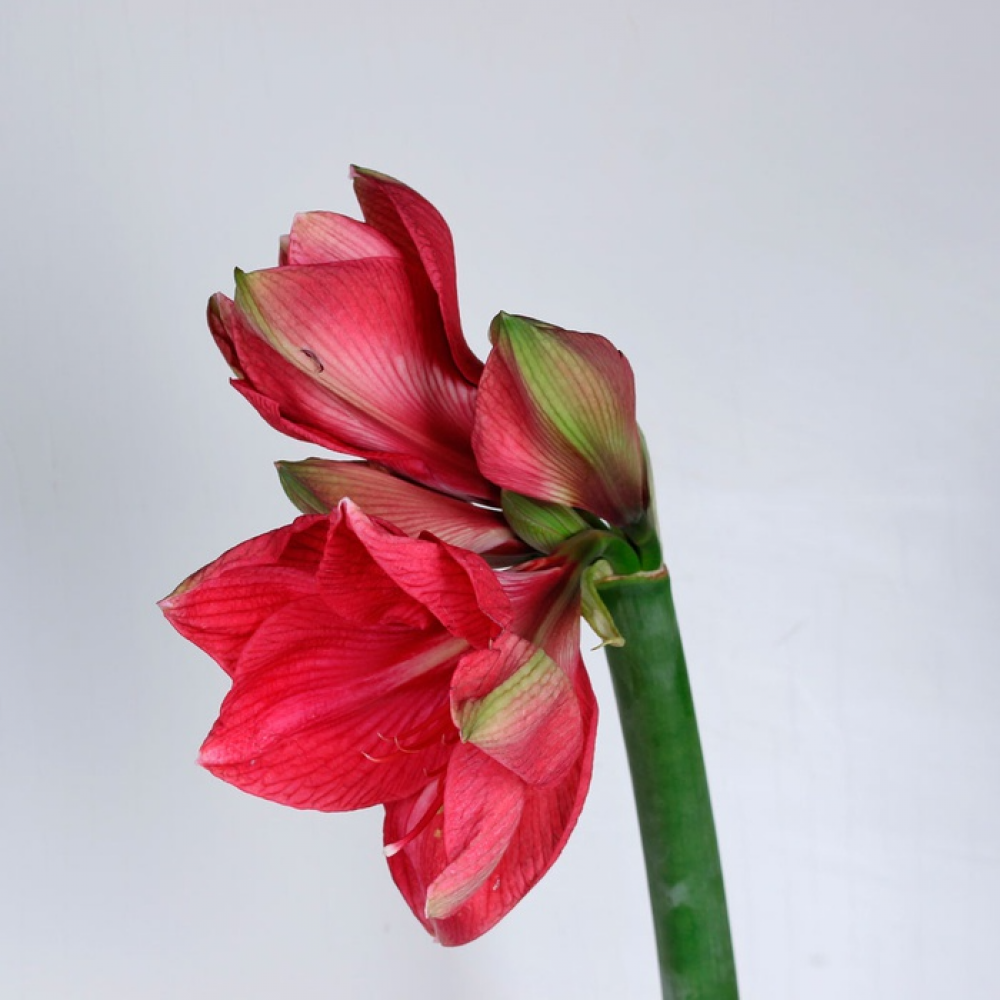 Амариллис: что это за цветок и что он означает