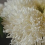 Букет «Этруско» S