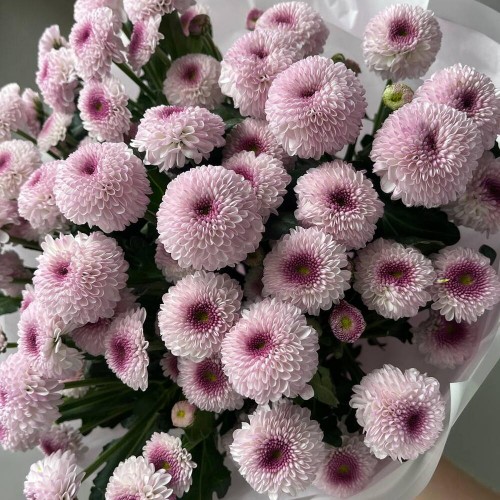 Букет «Пинки»