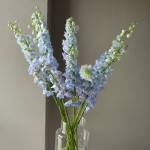 Монобукет «Дельфиниум»