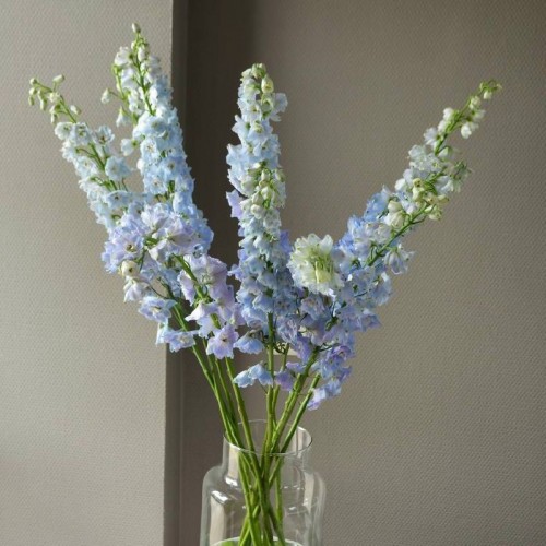 Монобукет «Дельфиниум»