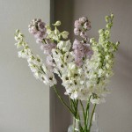 Монобукет «Дельфиниум»