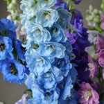 Монобукет «Дельфиниум»