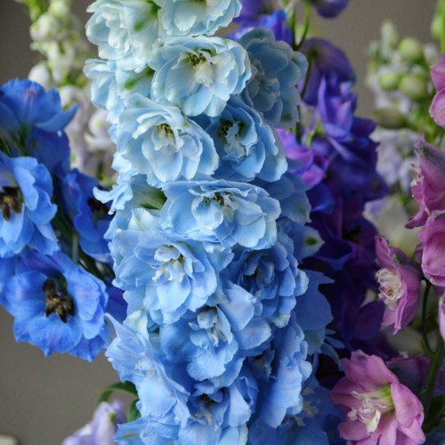 Монобукет «Дельфиниум»