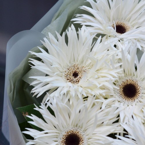 Монобукет из игольчатых гербер