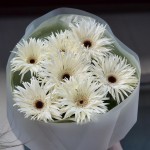 монобукет из белых игольчатых гербер общий вид