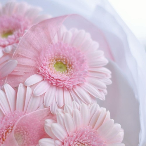 Монобукет из розовых гербер