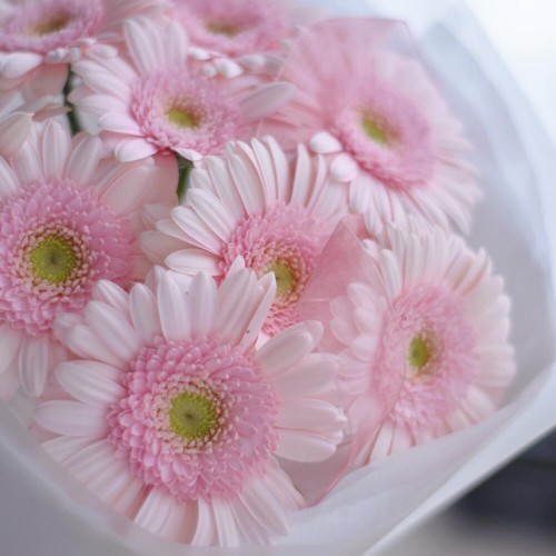 Монобукет из розовых гербер