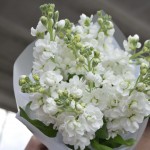 Монобукет из маттиолы белой