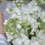 Монобукет из маттиолы белой