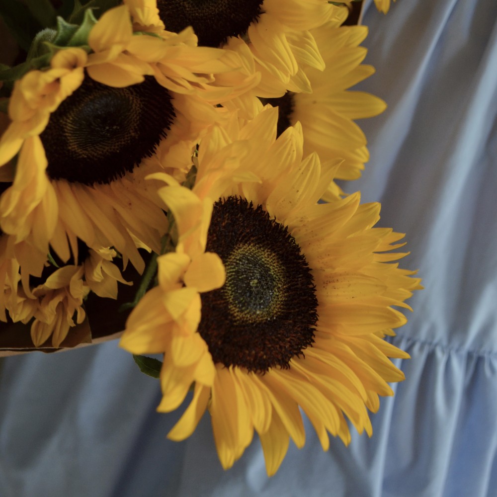 Где можно купить подсолнухи в Минске?