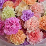 Bouquet of 35 dianthus mix