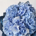 Гортензия голубая поштучно