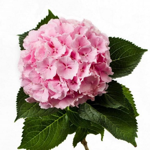 Гортензия розовая