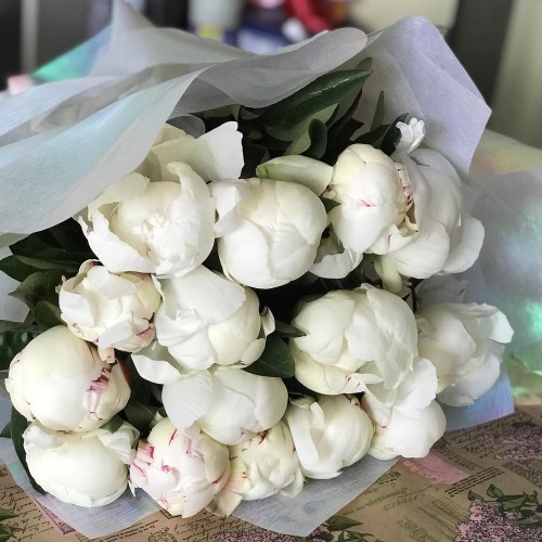 13 белых пионов