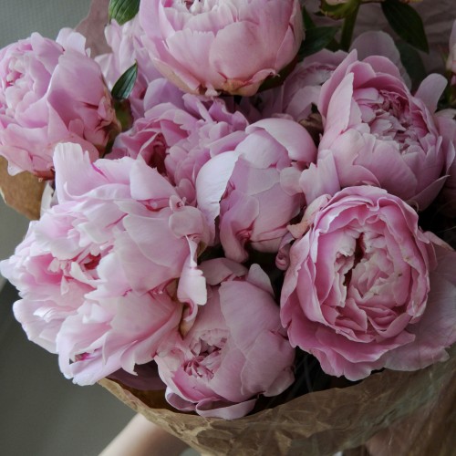 Bouquet of 15 peonies Sarah Bernhardt