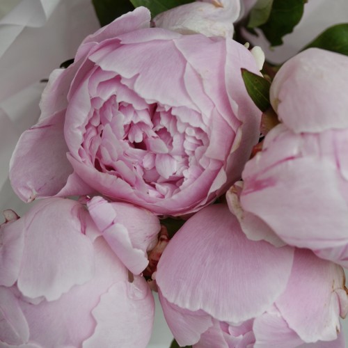 Букет из 7 пионов Sarah Bernhardt