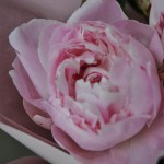 Букет «Фиори»