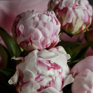 Букет из 9 пионов Sarah Bernhardt