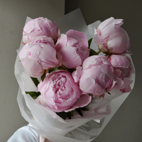 Букет из 7 пионов Sarah Bernhardt