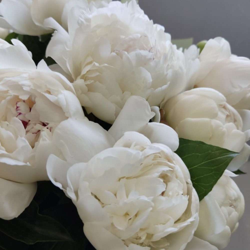 Caring for peonies in a vase: extending the life of flowers